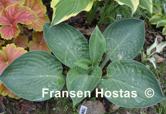 Hosta Tokudama